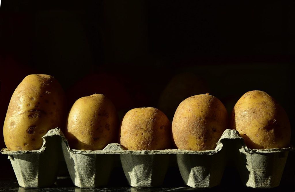 Kartoffeln in Eierkartons zum vorkeimen